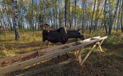 驼鹿岛国家公园